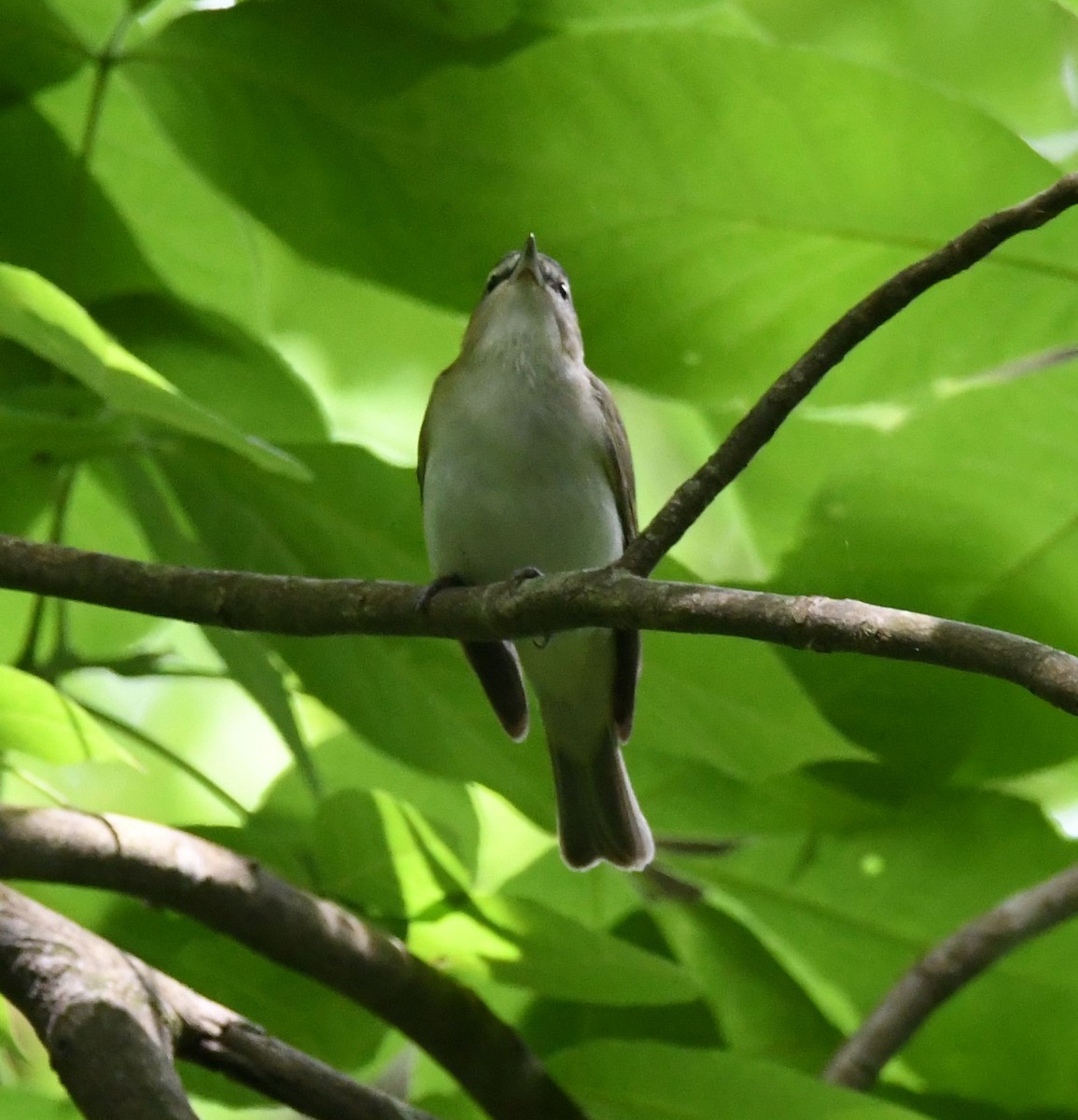 Red-eyed Vireo - David O. Hill