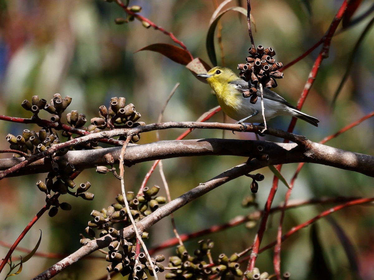 Yellow-throated Vireo - Torgil Zethson