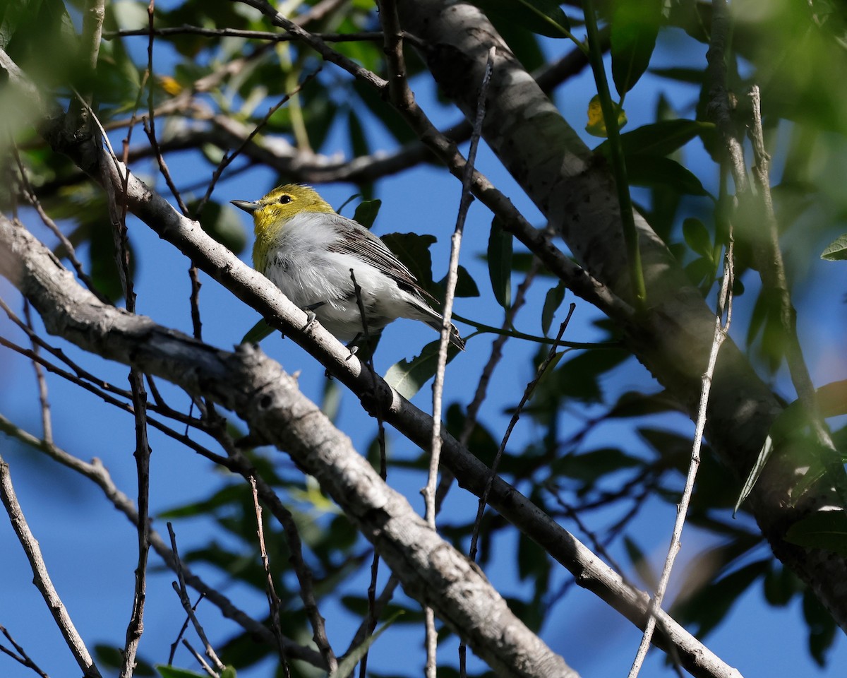 Yellow-throated Vireo - ML618500752