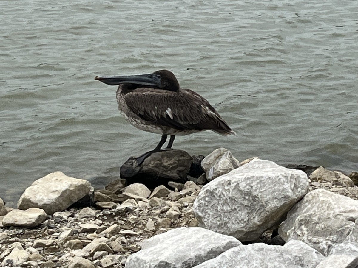 Brown Pelican - Rob Harbin