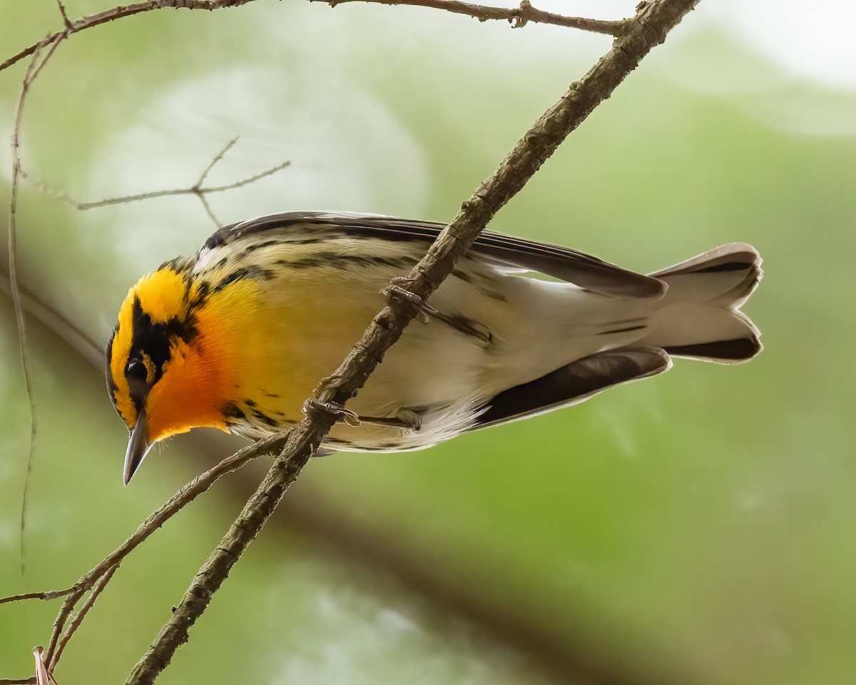 Blackburnian Warbler - Bruce White