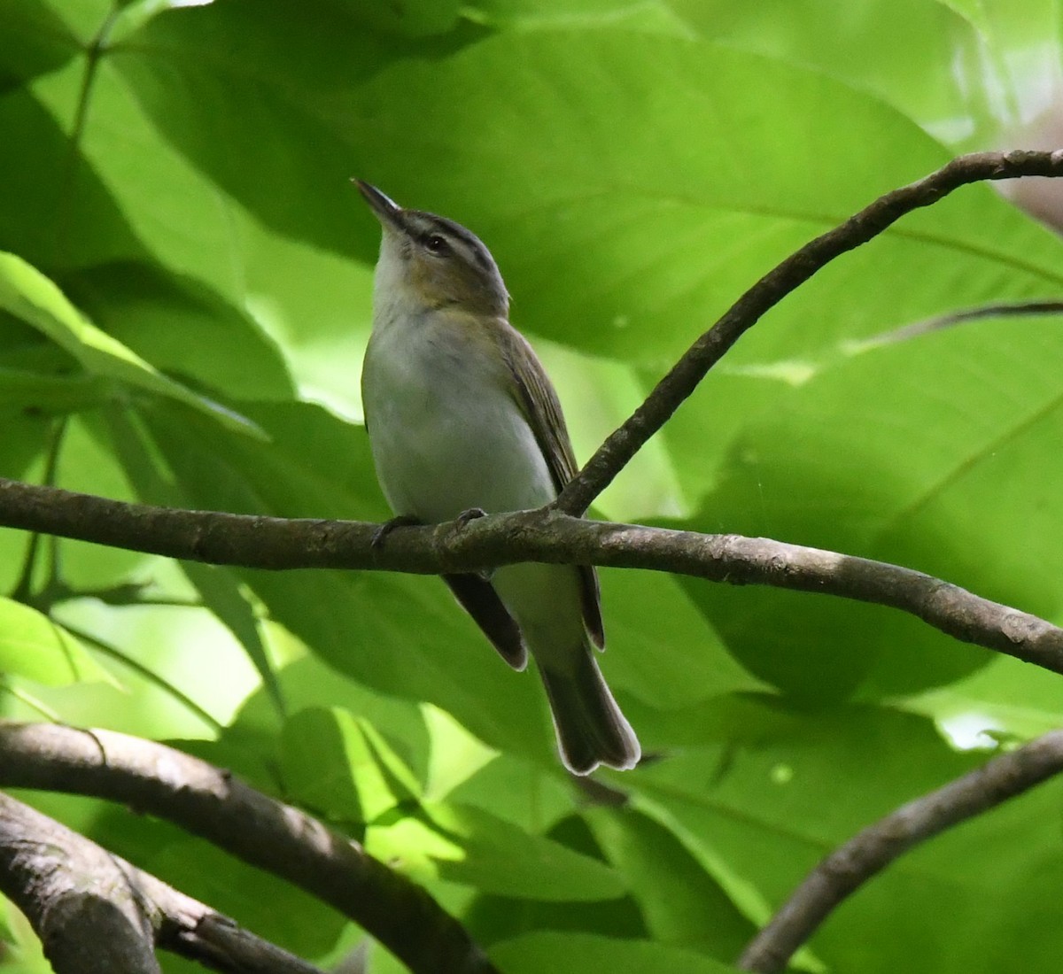 Red-eyed Vireo - ML618500773