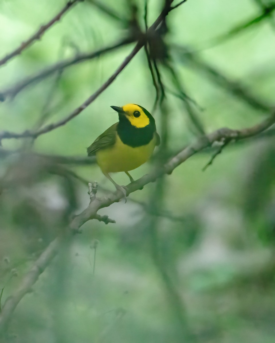 Hooded Warbler - Matthew Bellew