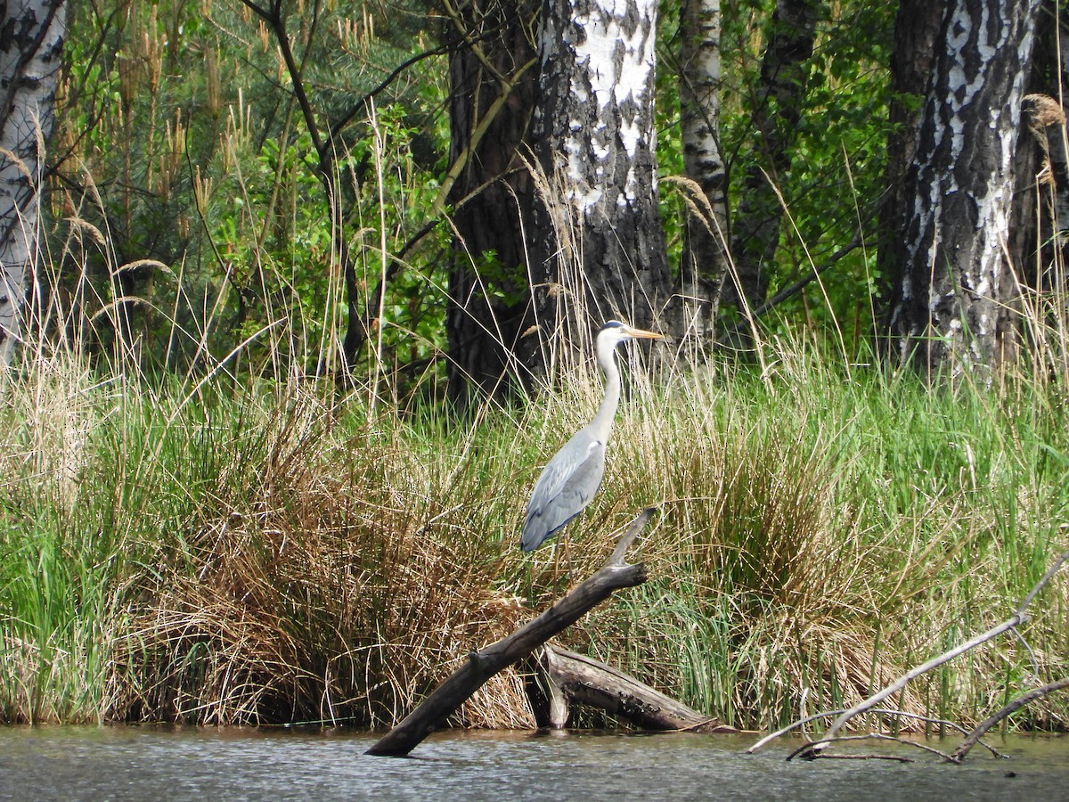 Gray Heron - ML618500817