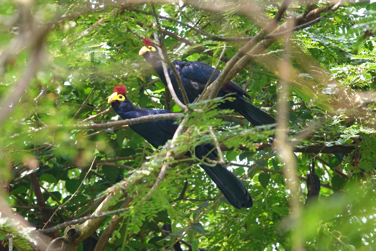 Touraco de Lady Ross - ML618500844