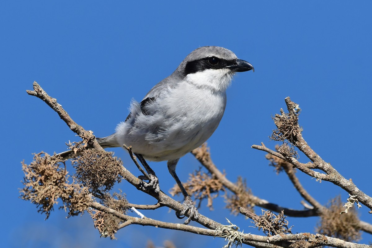 Great Gray Shrike (Sahara) - ML618500868