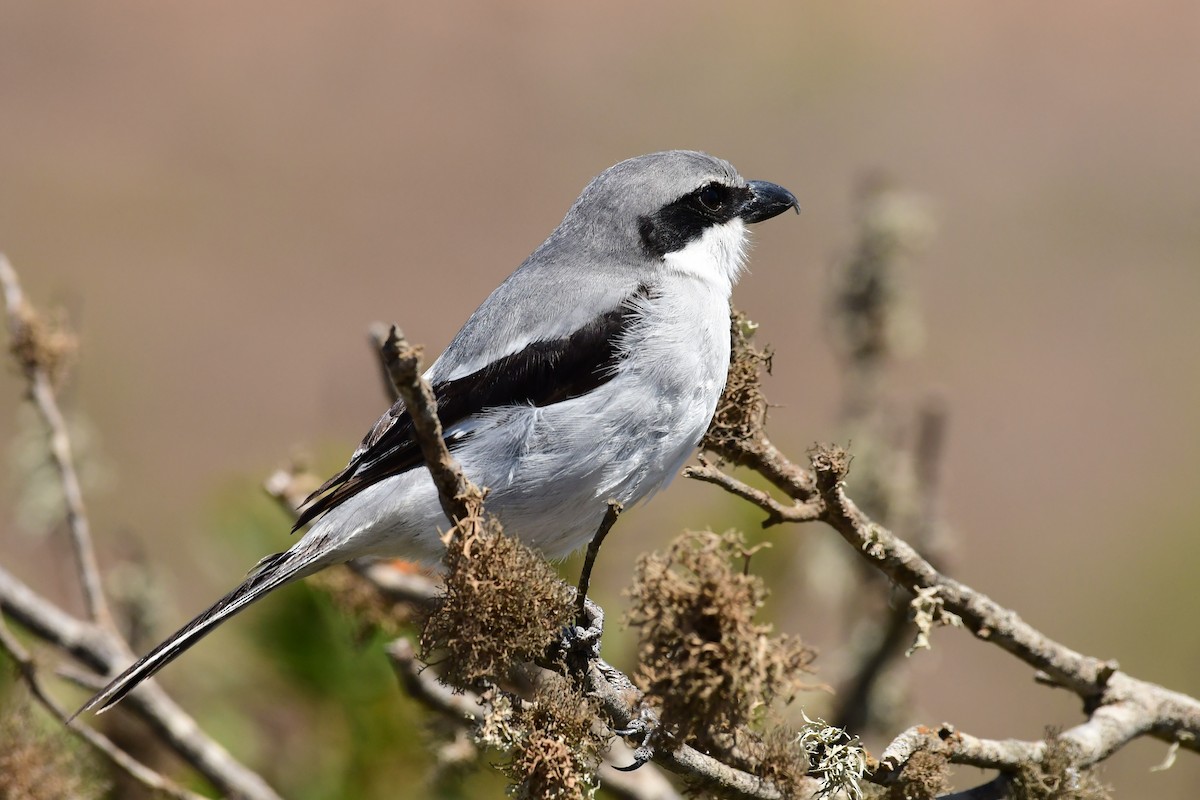 Great Gray Shrike (Sahara) - Igor Długosz