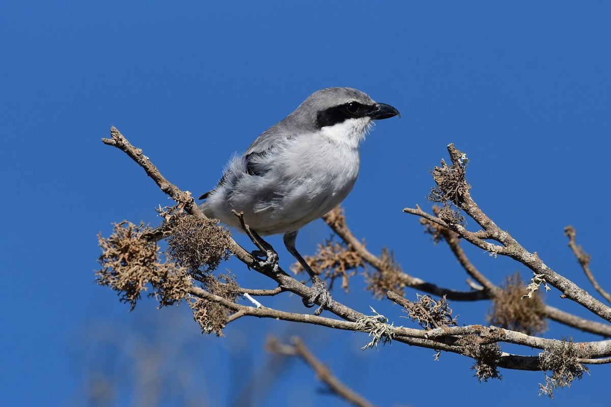 Great Gray Shrike (Sahara) - ML618500870