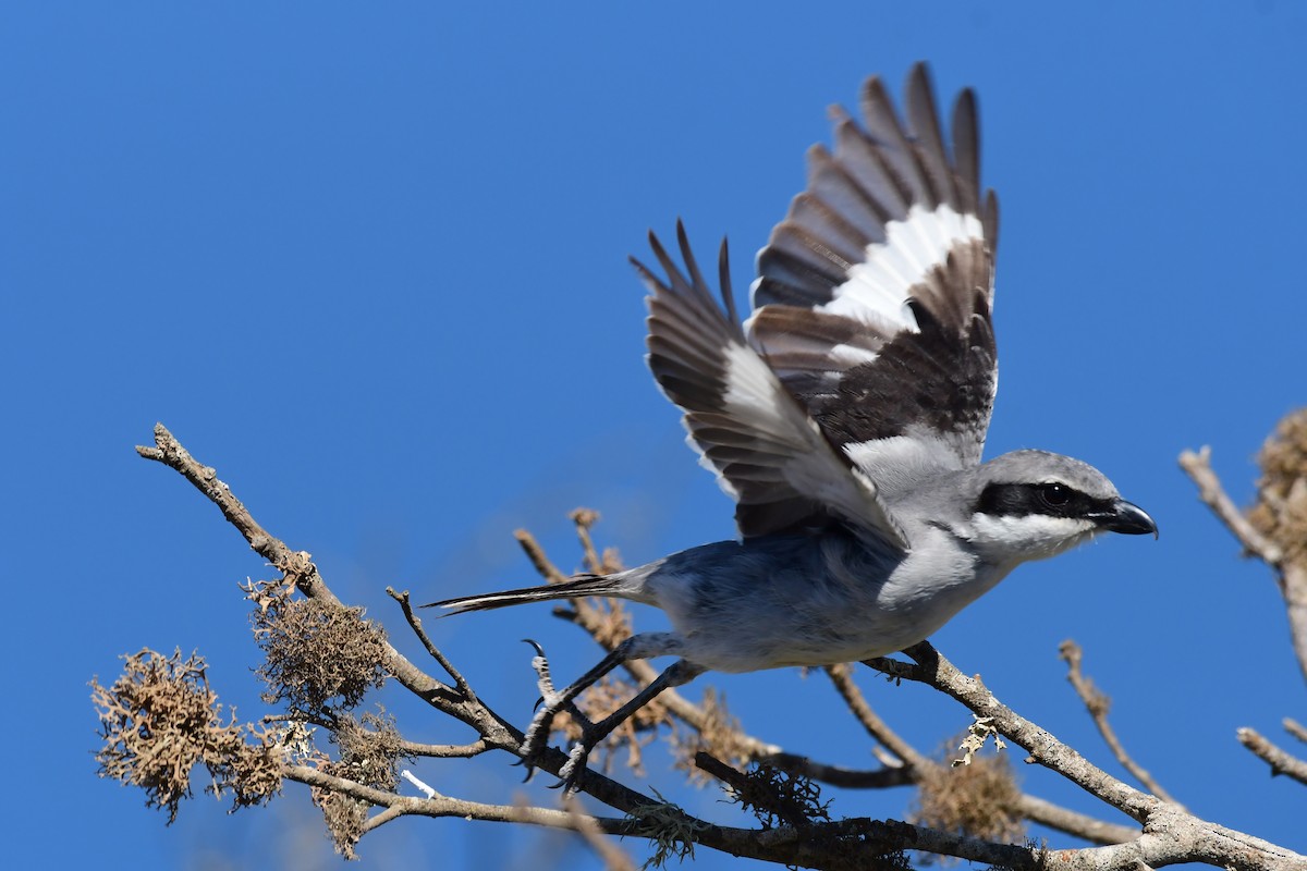 Great Gray Shrike (Sahara) - ML618500872