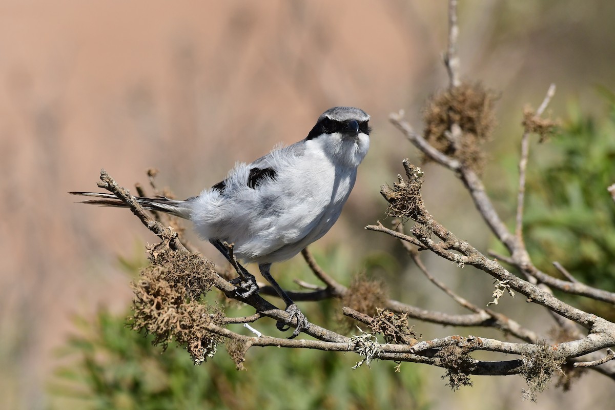 Great Gray Shrike (Sahara) - ML618500873