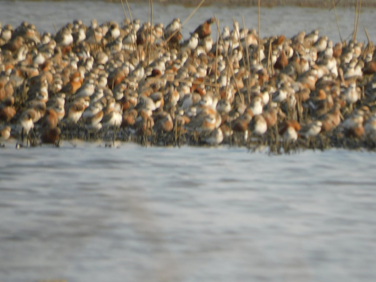 Tibetan Sand-Plover - Sushant Pawar