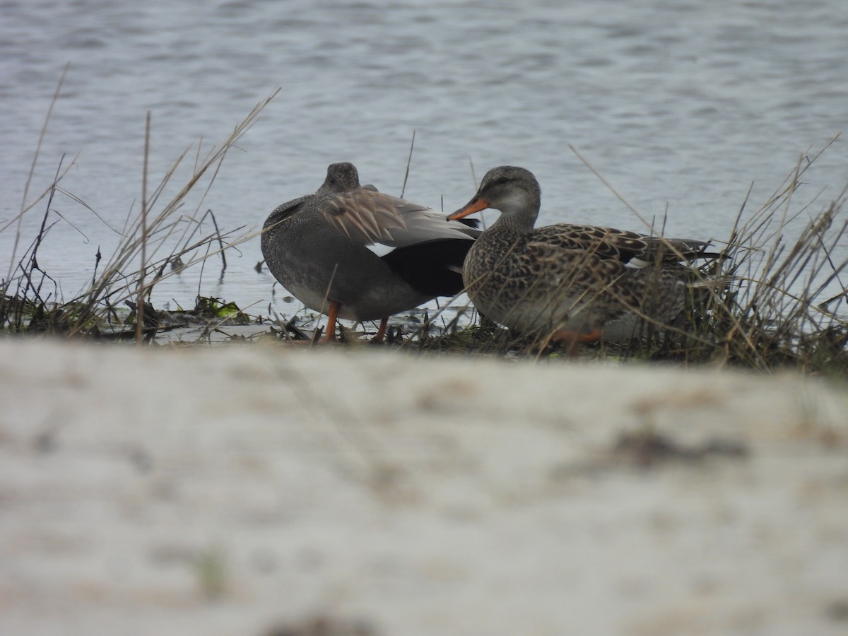 Gadwall - ML618500910