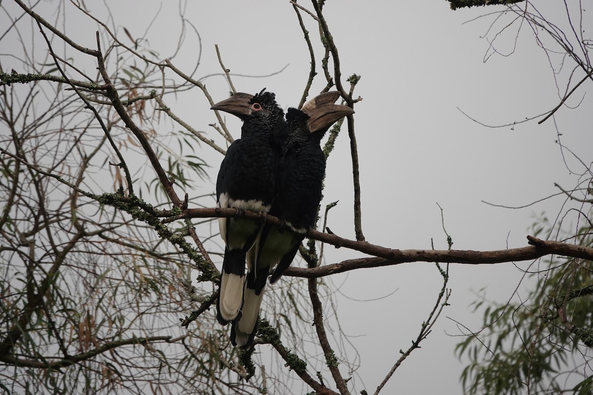 Black-and-white-casqued Hornbill - ML618500912