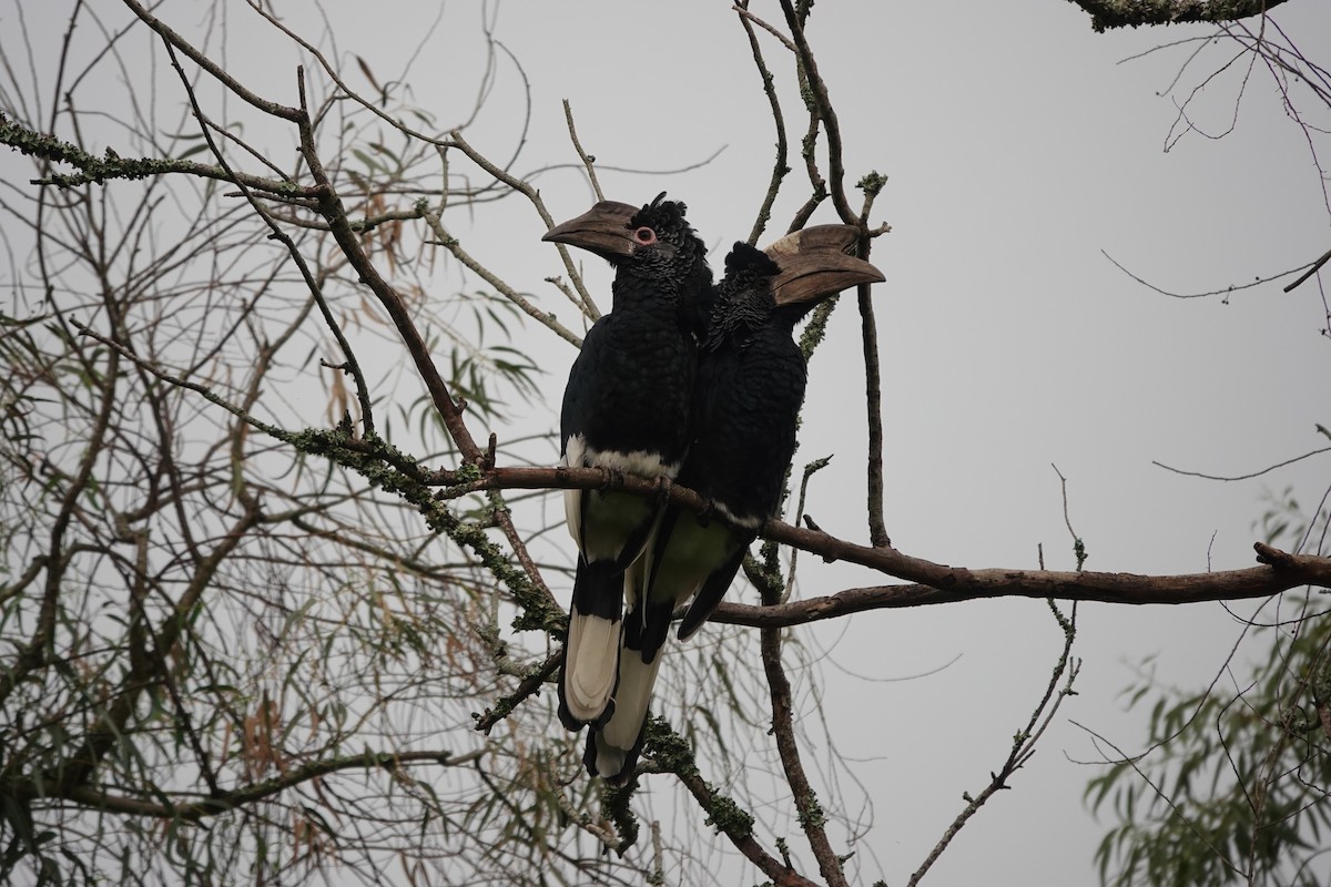 Black-and-white-casqued Hornbill - ML618500913