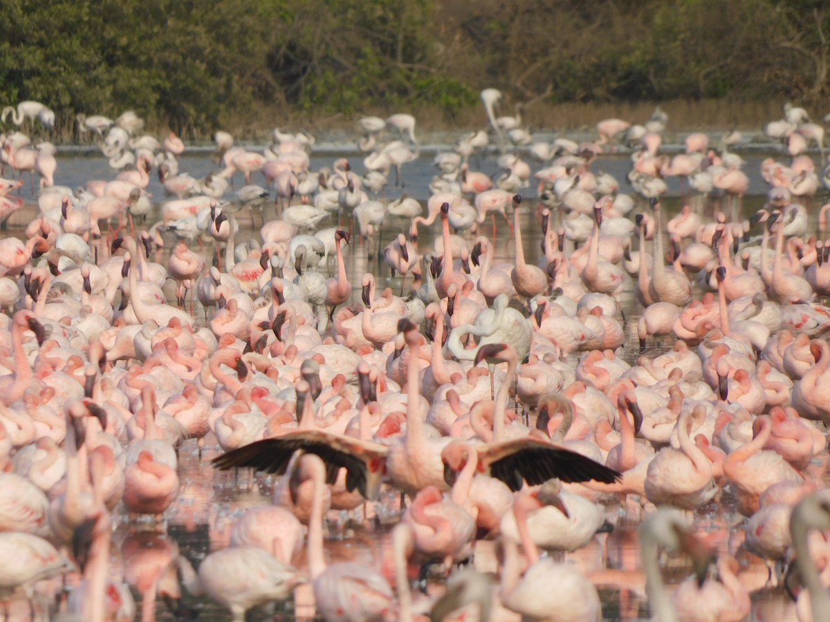 Lesser Flamingo - ML618500924