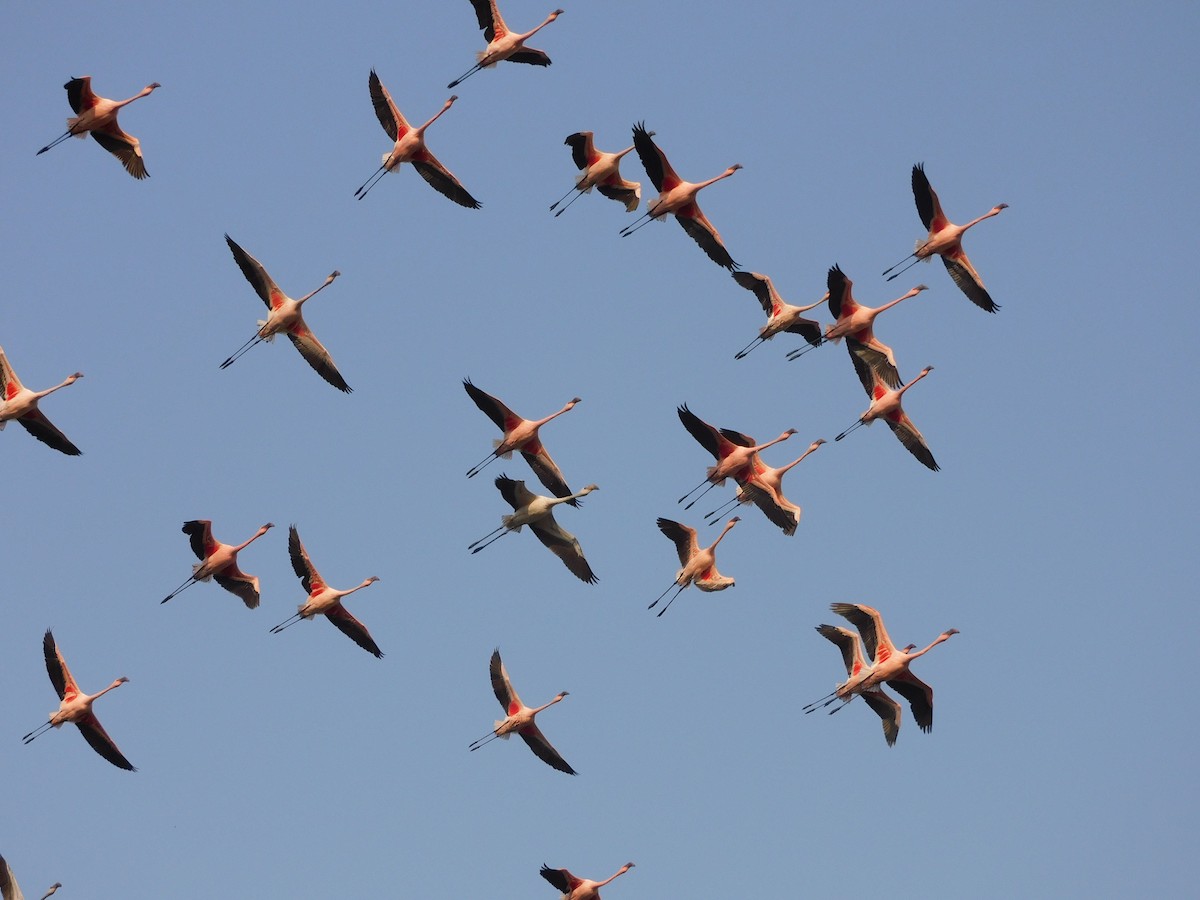 Lesser Flamingo - Sushant Pawar
