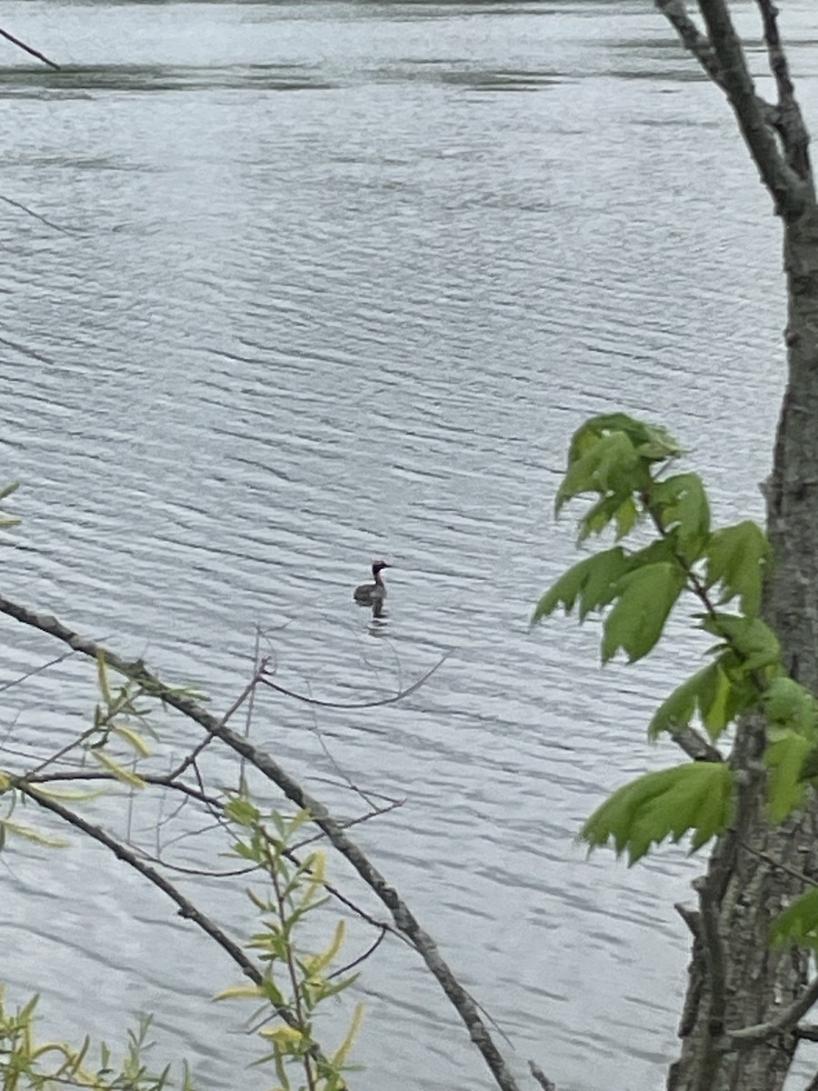 Horned Grebe - ML618500953