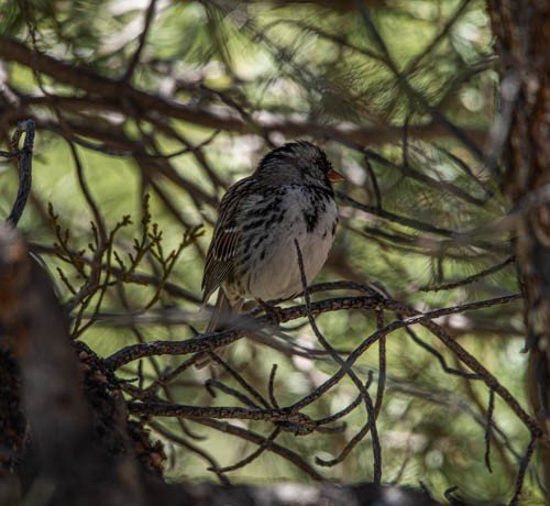 Harris's Sparrow - ML618500963