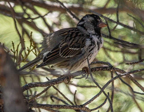Harris's Sparrow - ML618500964