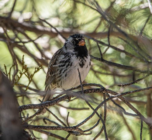 Harris's Sparrow - ML618500965