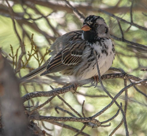 Harris's Sparrow - ML618500966