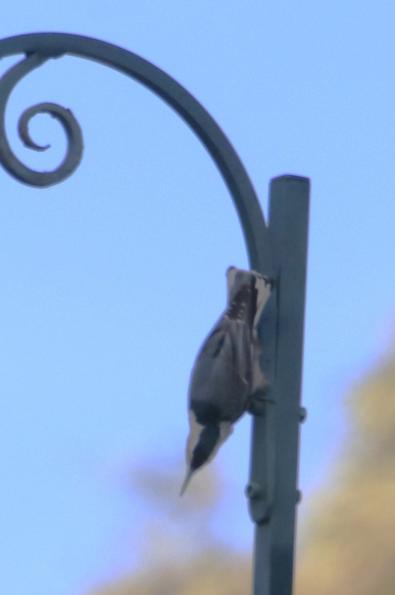 White-breasted Nuthatch - Barry Spolter