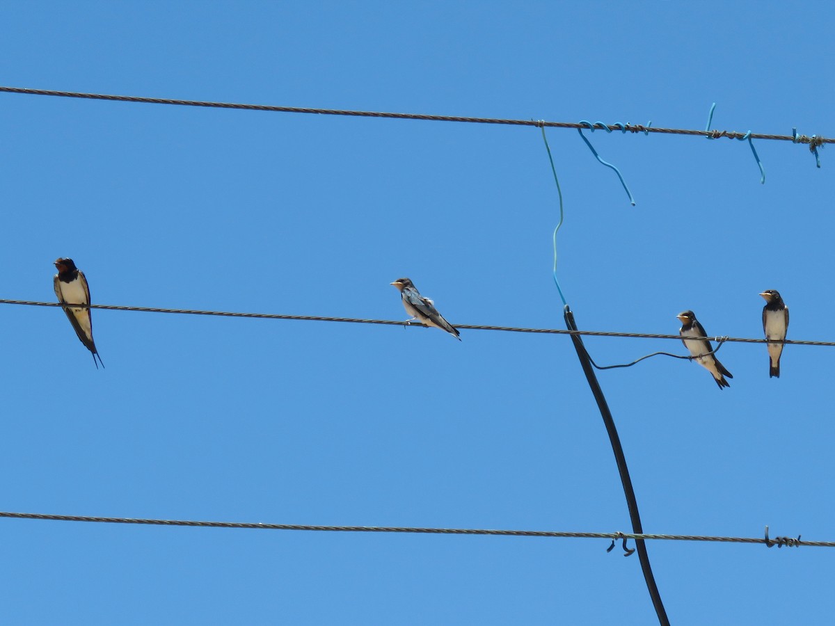 Barn Swallow - ML618501000