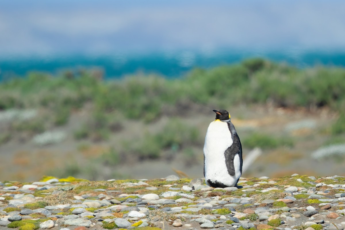 Королевский пингвин - ML618501024