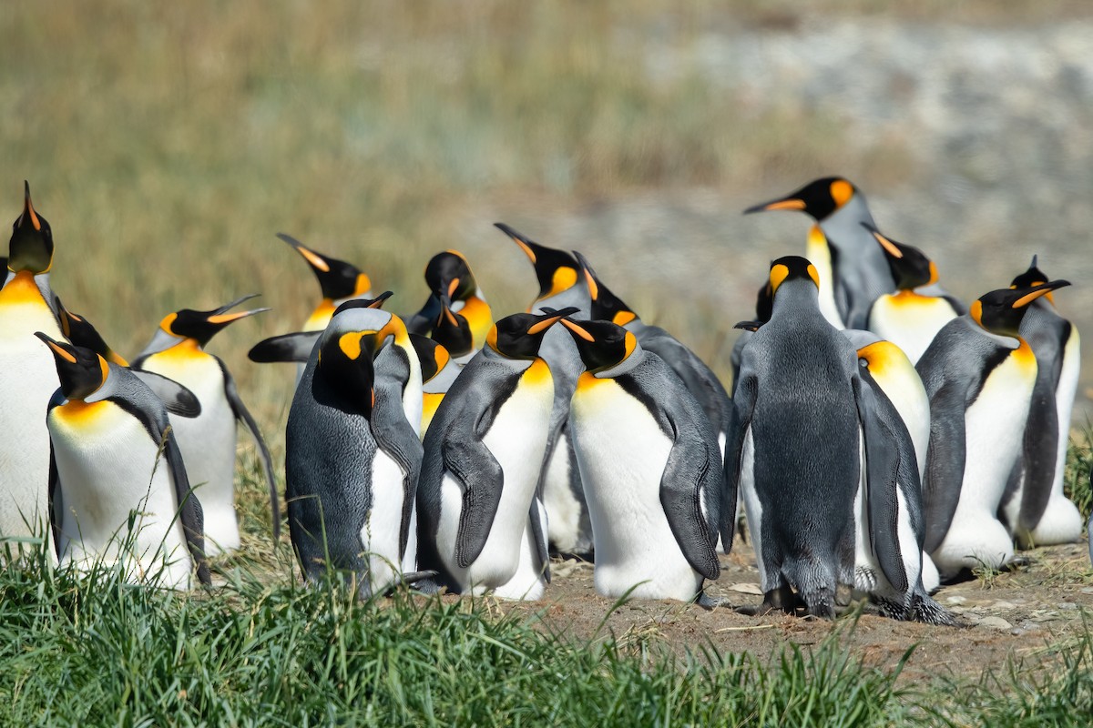 Королевский пингвин - ML618501025