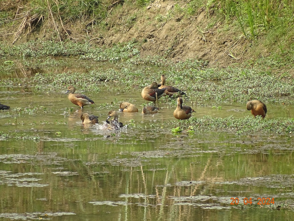 Dendrocygne siffleur - ML618501027