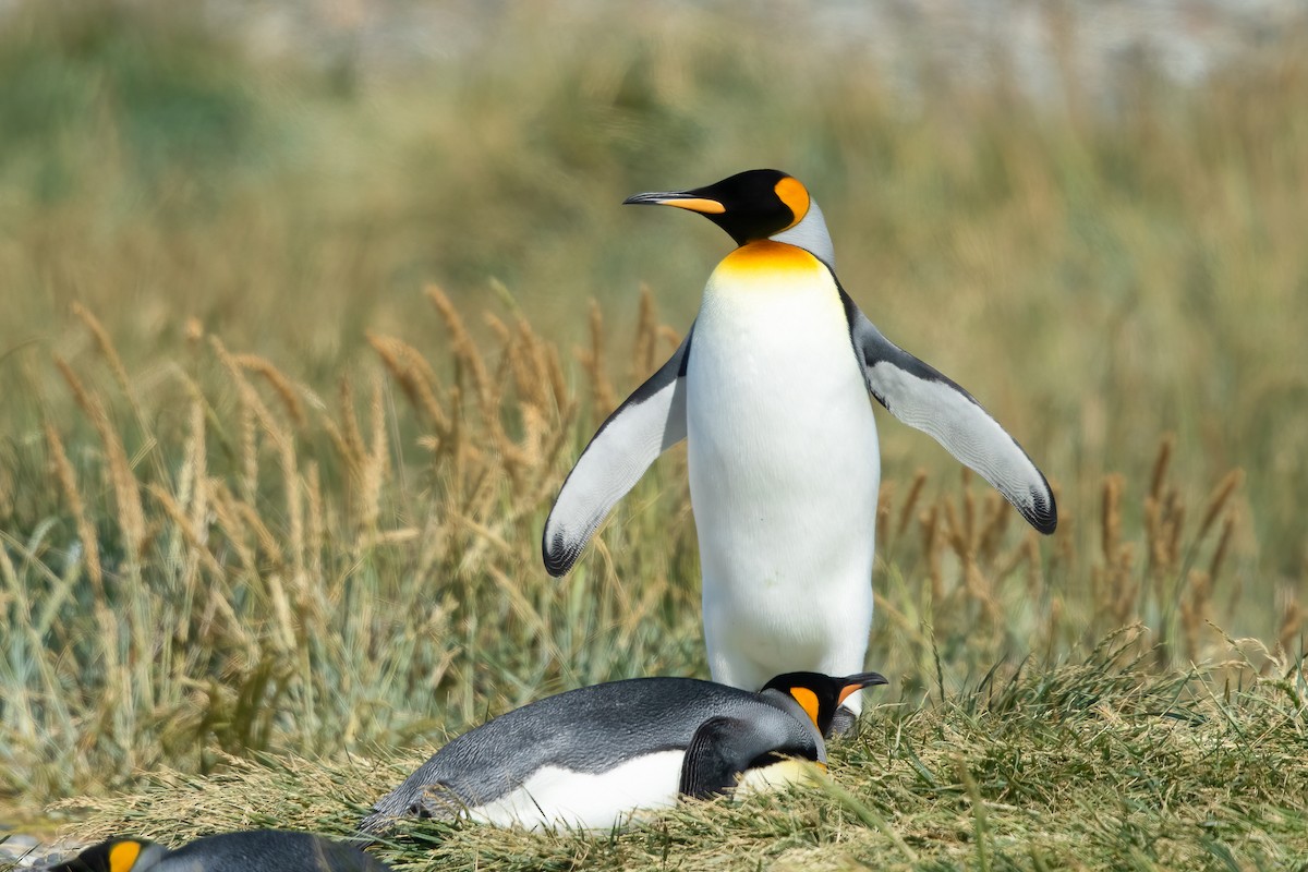 Королевский пингвин - ML618501028