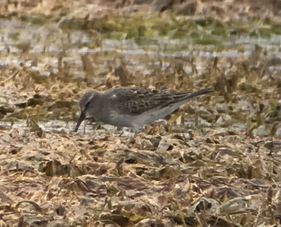 White-rumped Sandpiper - Justyn Stahl