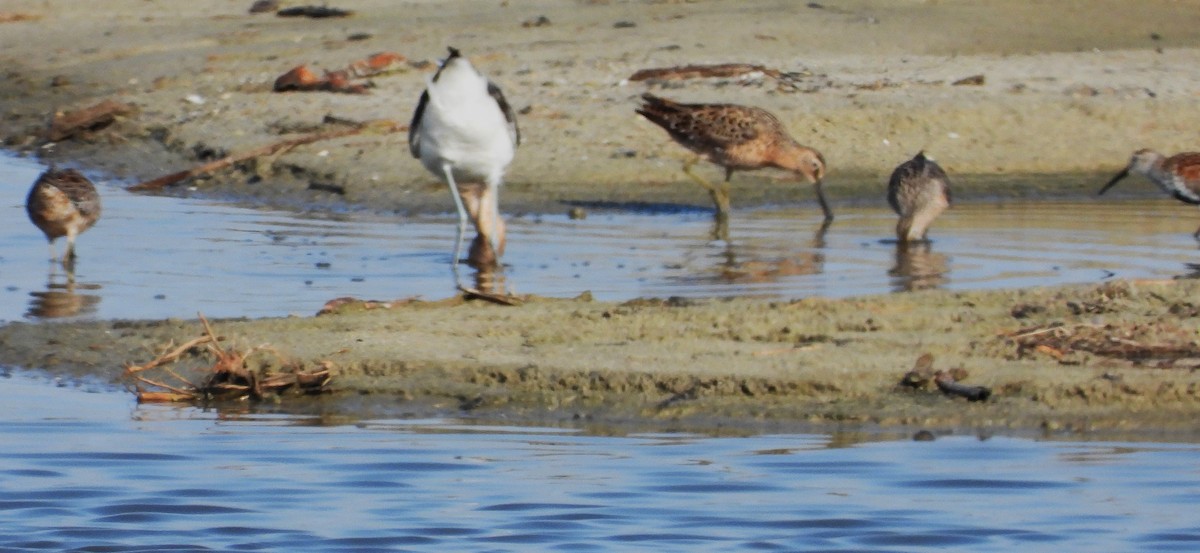 Long-billed Dowitcher - ML618501048