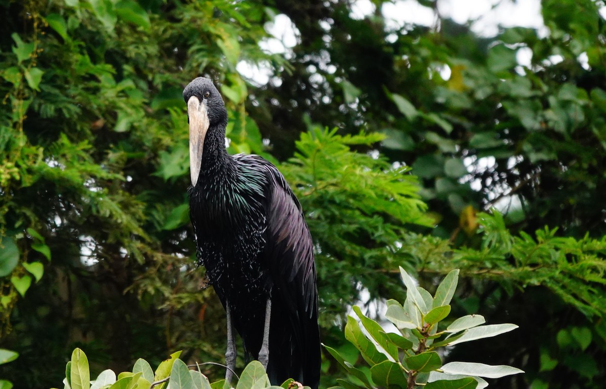 African Openbill - ML618501071