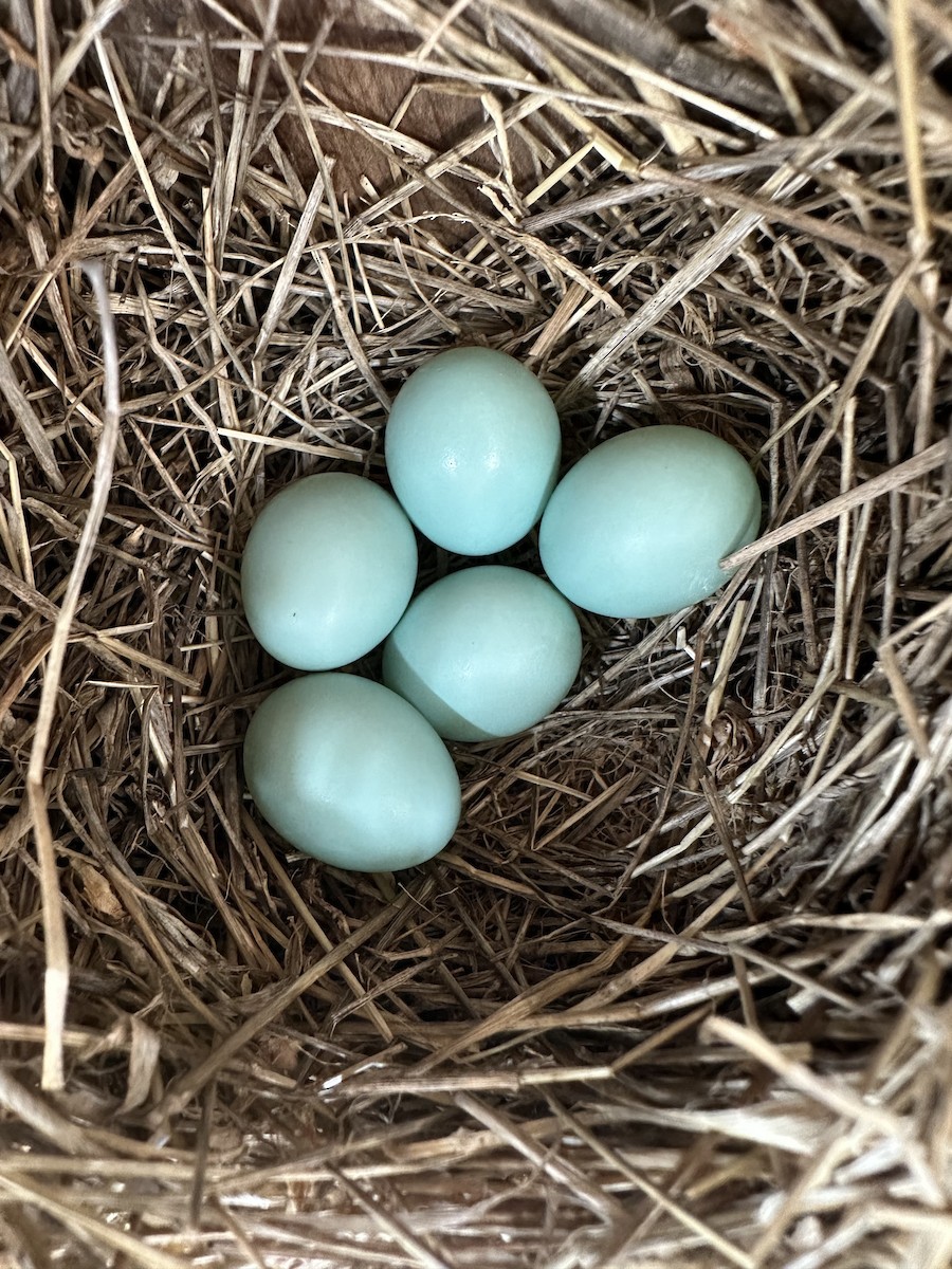 Eastern Bluebird - ML618501092
