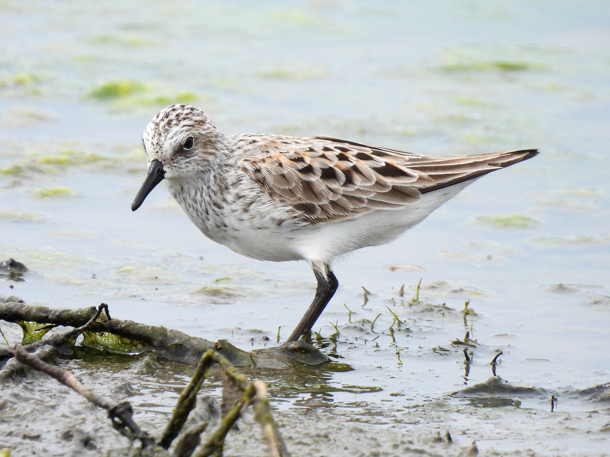 Semipalmated Sandpiper - ML618501098