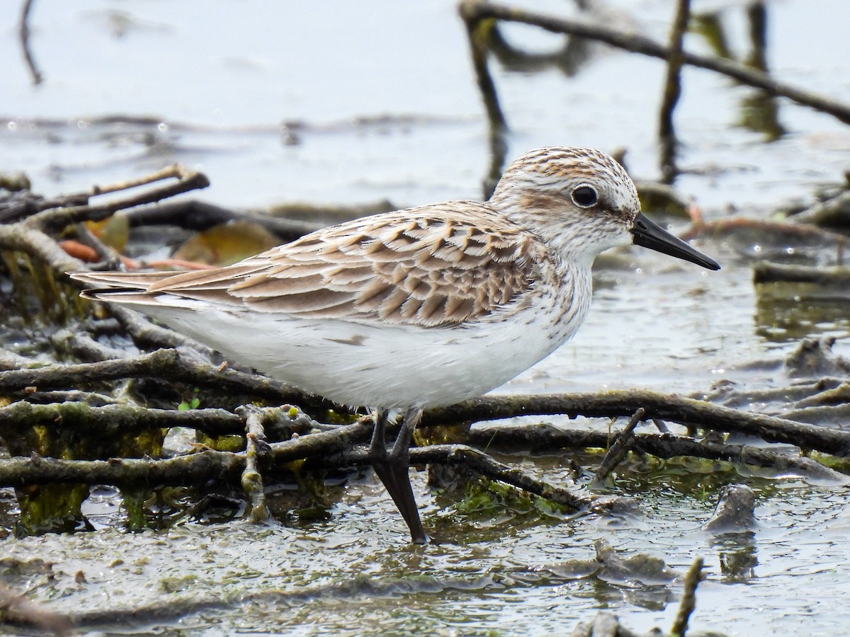 Semipalmated Sandpiper - ML618501102