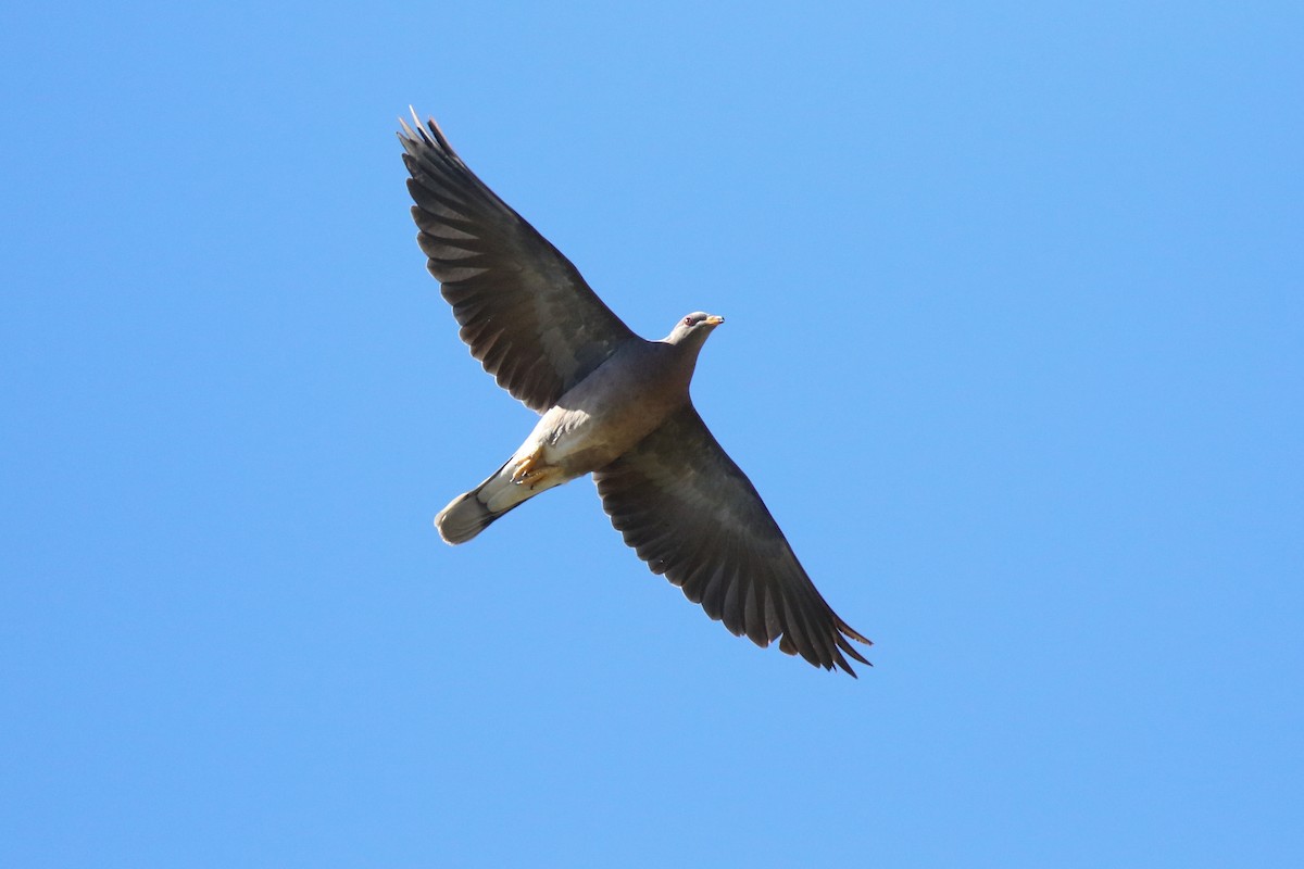 Band-tailed Pigeon - Justyn Stahl