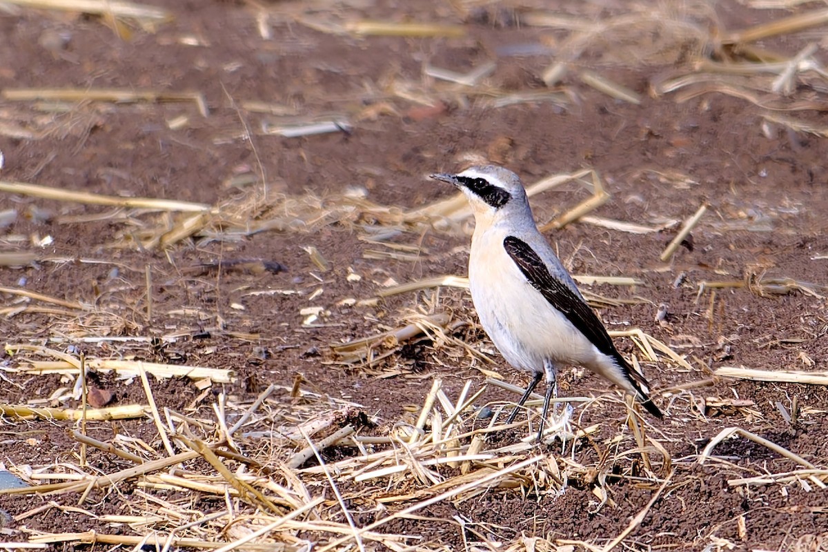 Northern Wheatear - Tomáš Grim