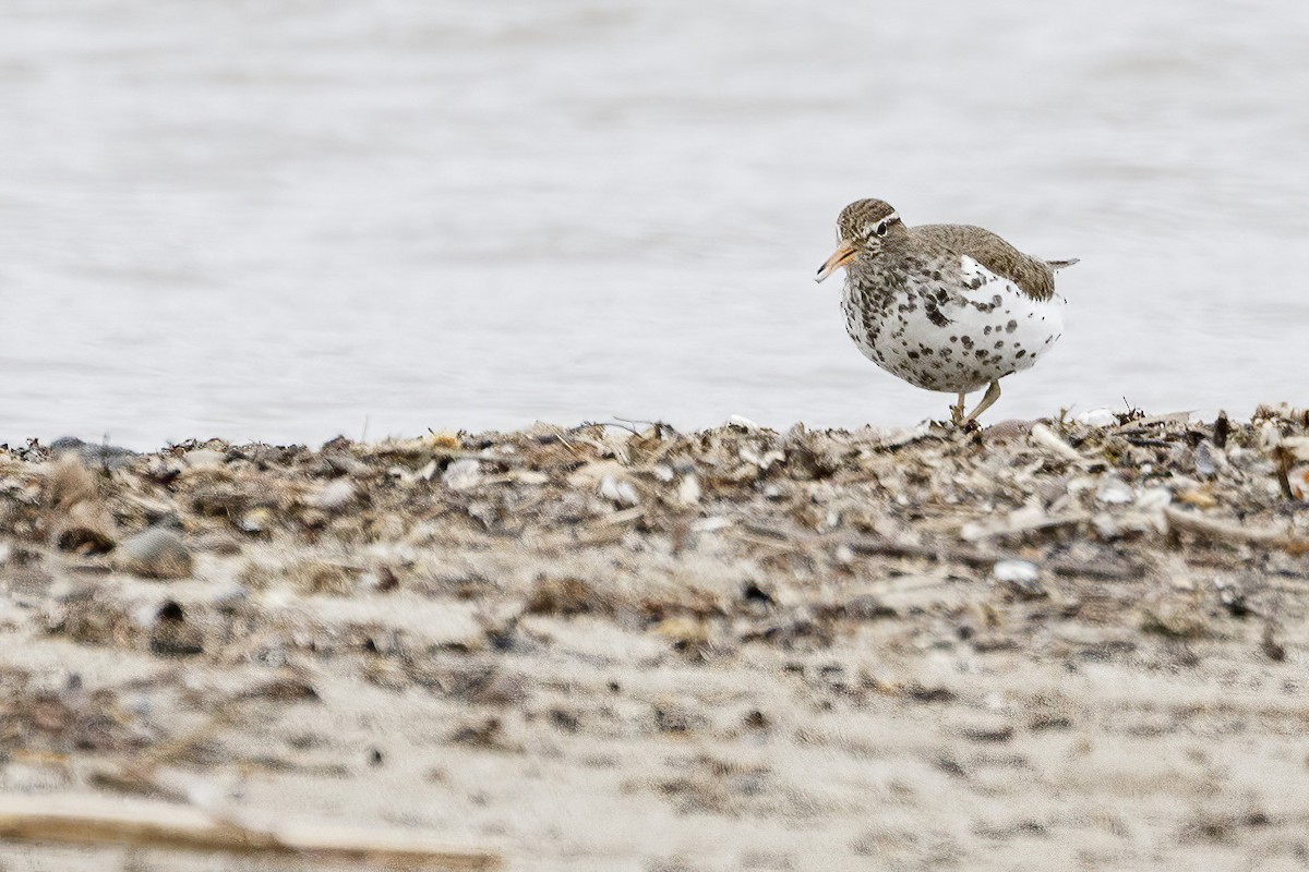 Spotted Sandpiper - Jeanne Verhulst