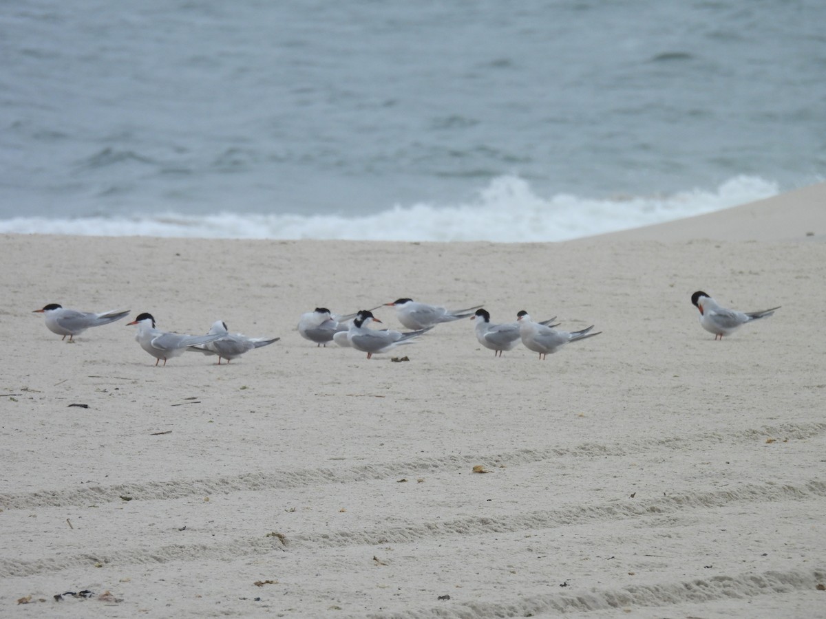 Common Tern - Jennifer Wilson-Pines