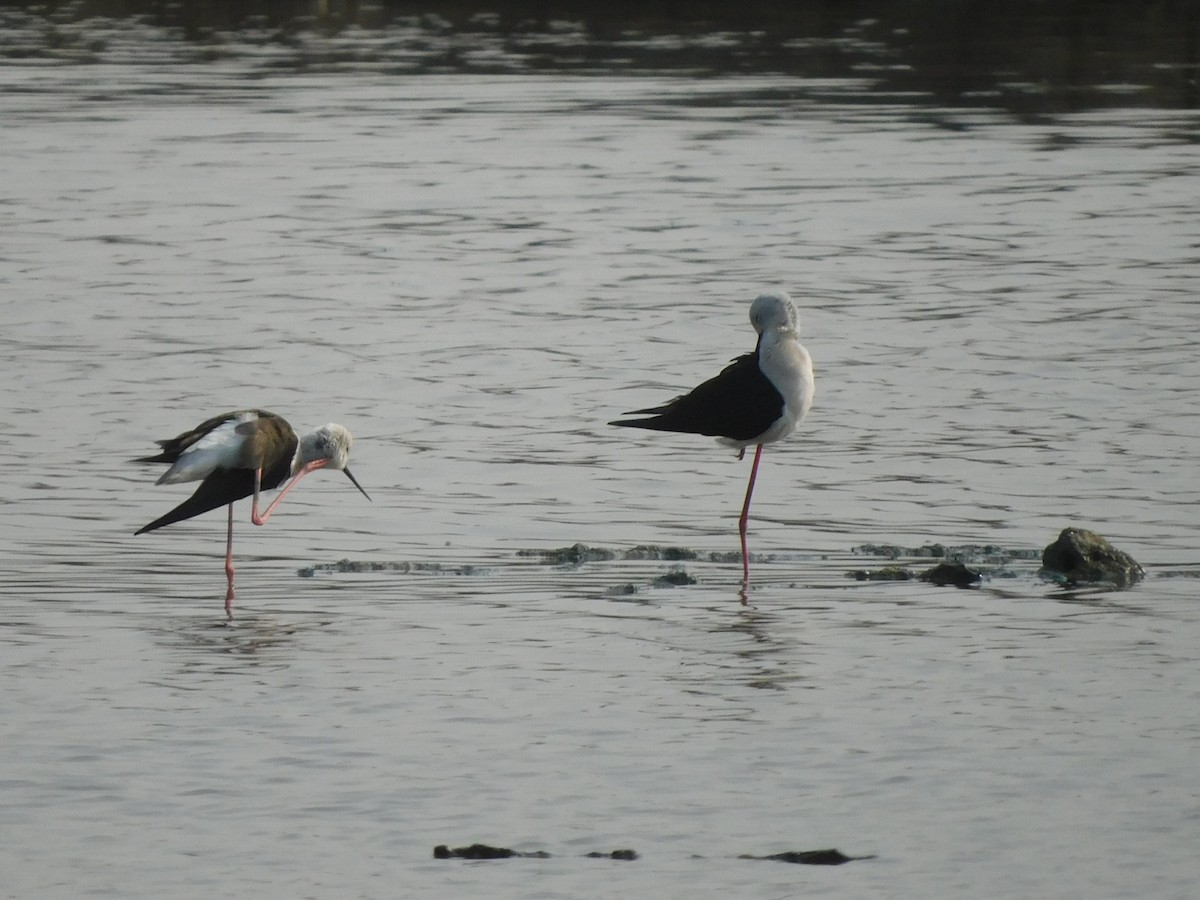 Black-winged Stilt - Sushant Pawar