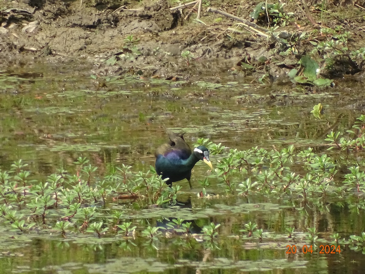 Bronze-winged Jacana - ML618501193