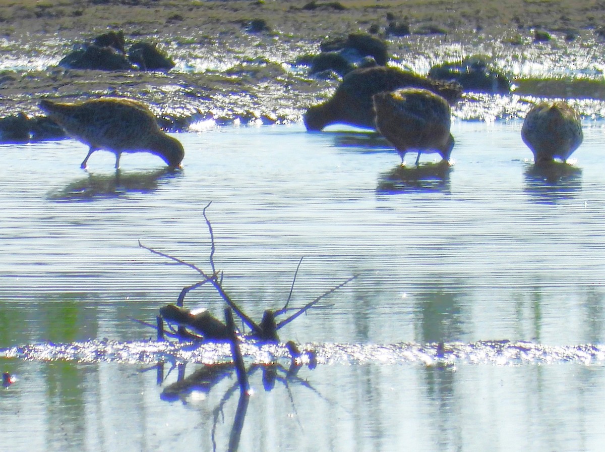 Long-billed Dowitcher - ML618501196