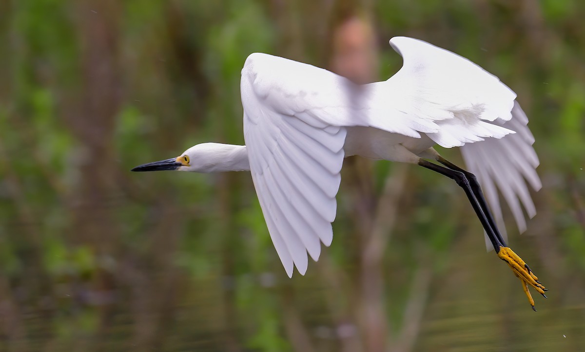 Snowy Egret - Bob Reiter