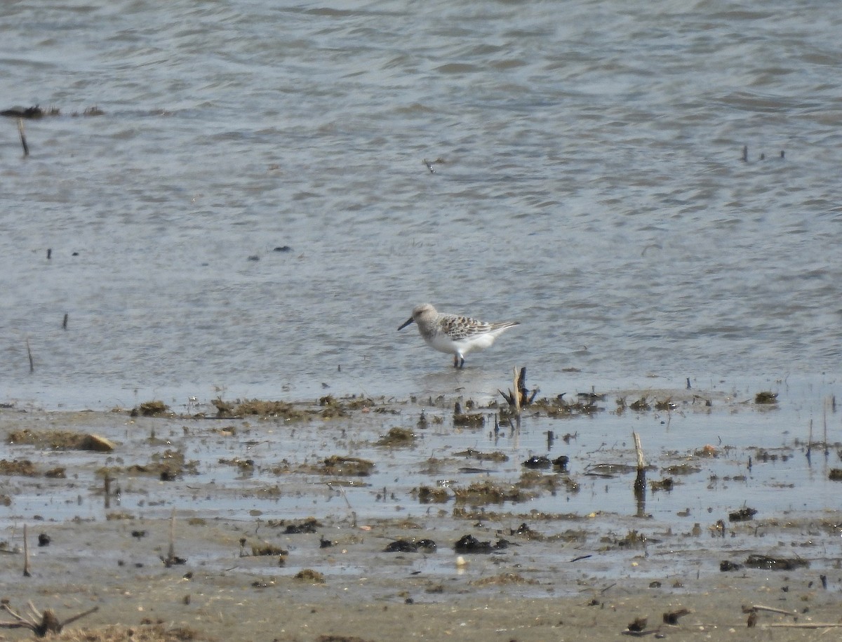 Bécasseau sanderling - ML618501249