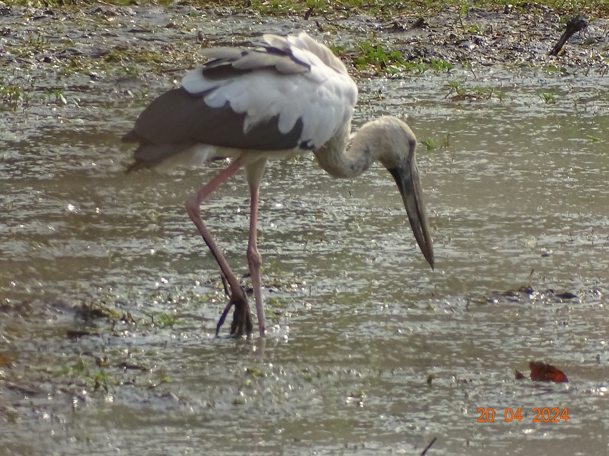 Asian Openbill - ML618501274