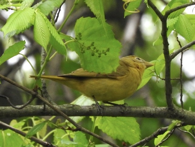 Summer Tanager - Barbara Paulus