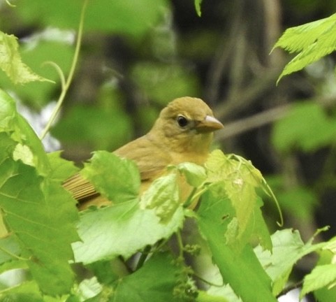 Summer Tanager - Barbara Paulus