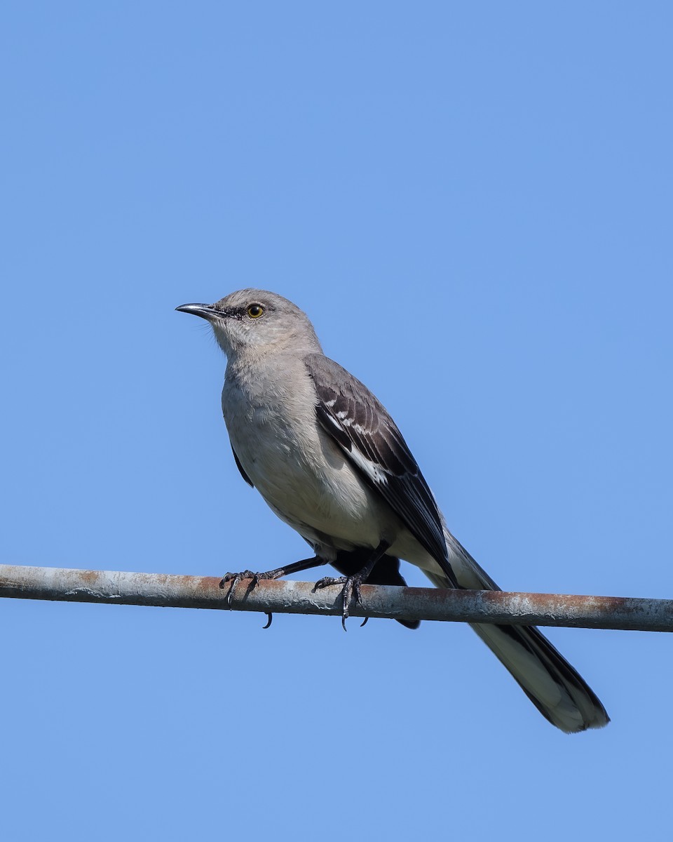 Northern Mockingbird - ML618501311